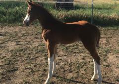 Jade, 2017 Splash Filly